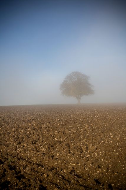 Lone tree standing in the middle of an expansive, plowed field enveloped by morning mist. The scene suggests serenity, solitude, and connection to nature. Useful for themes like tranquillity, rural landscapes, natural beauty, meditation, and environmental contemplation.