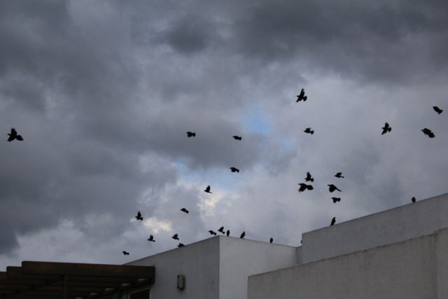 Group of birds flying through an overcast sky with dark clouds over urban buildings. Use for themes related to weather, nature, wildlife, and urban settings.
