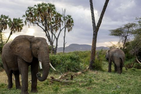African elephants grazing at golden hour among palm trees and grassy savanna hills under cloudy sky
