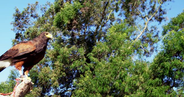 Close-up view of a Harris's hawk perched confidently on a tree branch, surrounded by lush green foliage against a clear blue sky. Ideal for use in nature documentaries, educational materials about birds of prey, and wildlife publications.