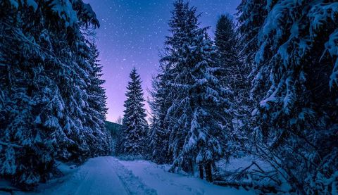 Tranquil Snowy Forest Path Under Starry Night Sky