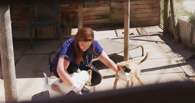 A female veterinarian, wearing blue scrubs and a stethoscope, interacts and plays with two dogs in an outdoor kennel. This can be used for topics related to animal care, veterinary medicine, pet adoption, and animal shelters.