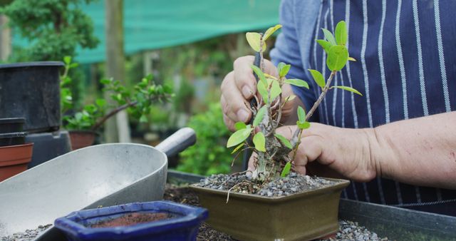 Person Caring for Bonsai Plant in Garden - Download Free Stock Images Pikwizard.com