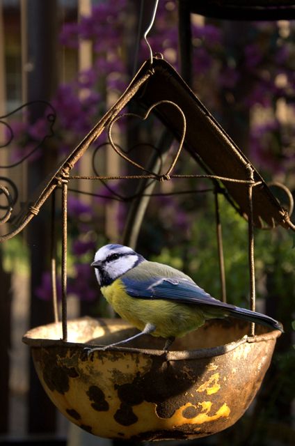Close-up of Bird Perching Outdoors - Download Free Stock Photos Pikwizard.com