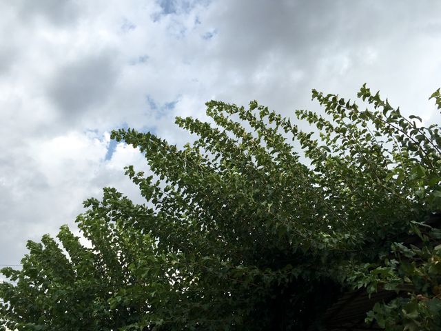 Tree leaves shown swaying against a cloudy sky, highlighting nature and the changing weather. Suitable for nature-themed backgrounds, environmental presentations, or articles related to weather and seasons.