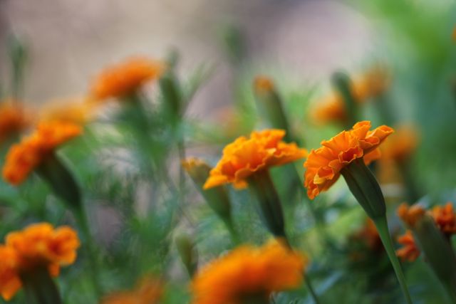 Orange Flower Petal - Download Free Stock Photos Pikwizard.com