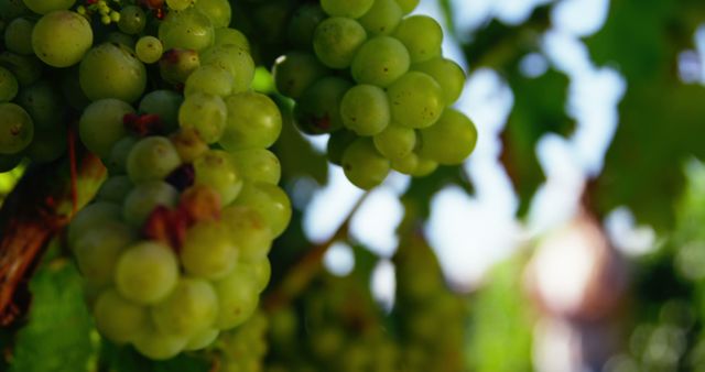 Clusters of green grapes hang from the vine in a vineyard, bathed in sunlight, with copy space. These ripe grapes are ready for harvest, potentially destined to become fine wine.