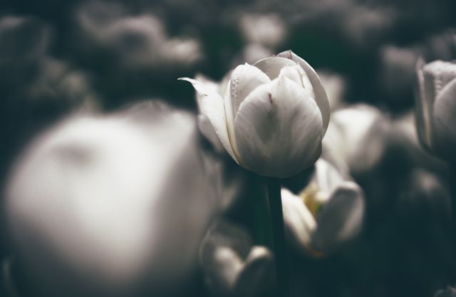 White Tulips Flower - Download Free Stock Photos Pikwizard.com