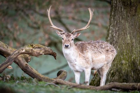 Majestic fallow buck standing in lush forest clearing