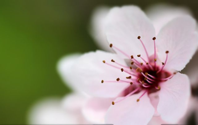 Close-up of Cherry Blossom Petals in Full Bloom - Download Free Stock Photos Pikwizard.com