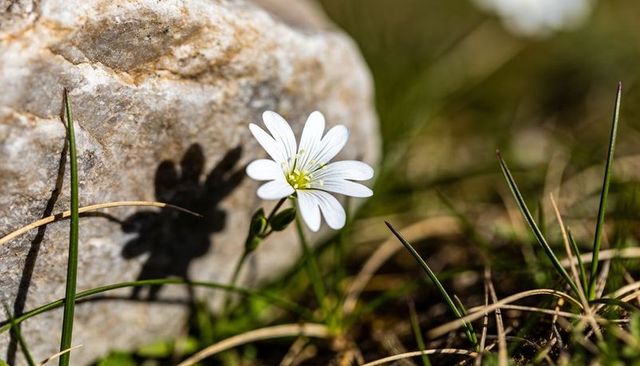 Delicate white wildflower blooming at rock edge casting crisp shadow on sunlit meadow