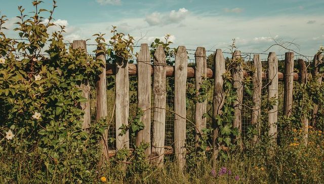Weathered wooden picket fence reclaiming meadow with climbing vines and wildflowers