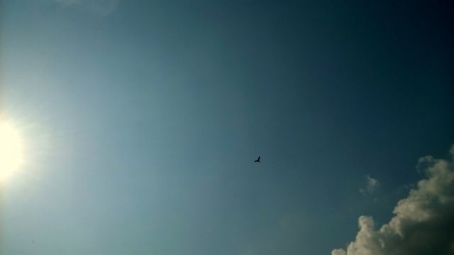 Bird Soaring in Clear Blue Sky with Bright Sun - Download Free Stock Photos Pikwizard.com