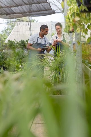 Inspecting potted plant tags and checking tablet in greenhouse, coworkers wearing aprons