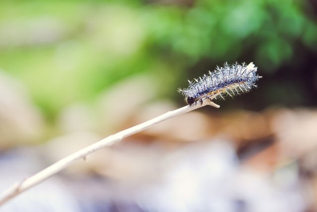 Close-up of a fuzzy caterpillar hanging on a stick with a blurred natural background. Suitable for use in educational materials about insects, outdoor enthusiasts’ blogs, wildlife photography portfolios, and nature-related articles. Highlights the beauty and details of small wildlife.