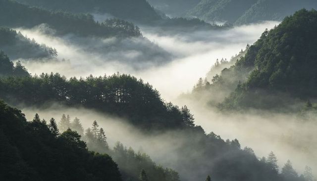 Fog-filled mountain valley revealing layered conifer ridges and misty alpine forest light