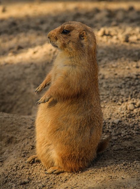 Prairie dog standing upright on sandy ground with attentive posture. Represents themes of wildlife, nature, and ecological awareness. Useful for educational materials, wildlife conservation campaigns, and animal behavior studies.