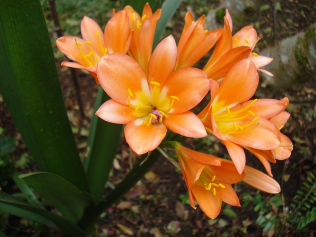 Beautiful Orange Flowers in Bloom in Natural Garden Setting - Download Free Stock Photos Pikwizard.com