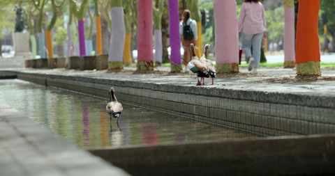 Geese walking along reflective canal in urban park with trees wrapped in bright yarn
