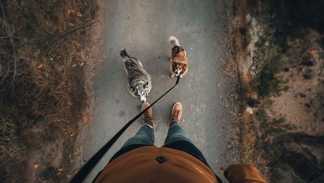Overhead dog walk with two dogs on trail, leashes, boots and autumn jacket