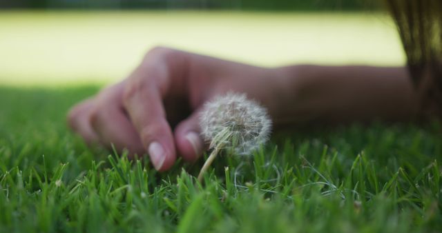 Close-up of a hand gently touching a dandelion in a grassy park setting. Suitable for relaxation, nature, summer, wellness, and outdoor activities themes. Ideal for backgrounds or concepts related to mindfulness, serenity, and the beauty of nature.