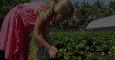 Young girl picking strawberries in sunny farm