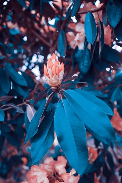 Vibrant Floral Blossom with Blue and Orange Tones - Download Free Stock Photos Pikwizard.com