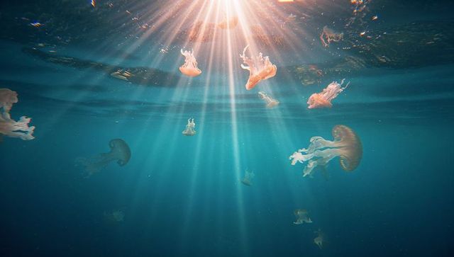 Bioluminescent Jellyfish Glowing in Sunlit Ocean Depths