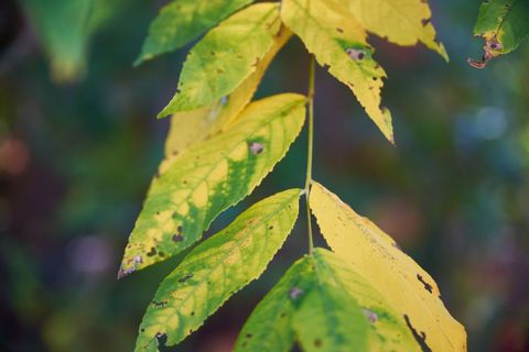 Close-up of autumn birch leaf changing colors on a branch