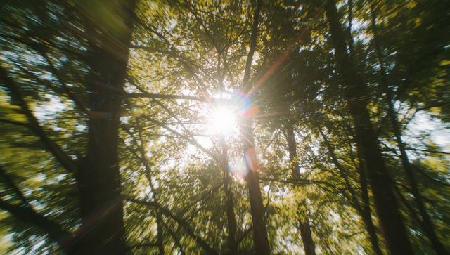 Sunburst Radiating Through Lush Forest Canopy with Lens Flare