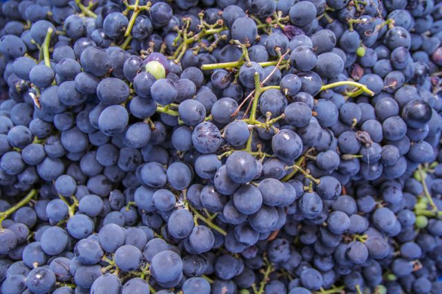Vivid photograph showcasing numerous fresh blue grapes in clusters. Ideal for use in promoting healthy eating, rural and agricultural products, vineyard events, grocery advertisements, or recipes and culinary uses involving grapes.