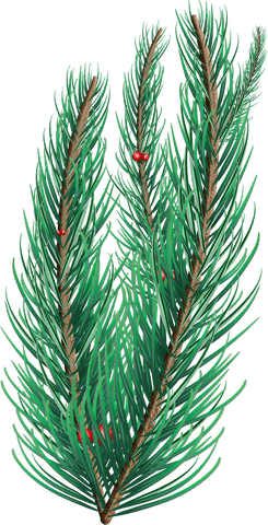 festive transparent pine branch with red berries - Download Free Stock Videos Pikwizard.com