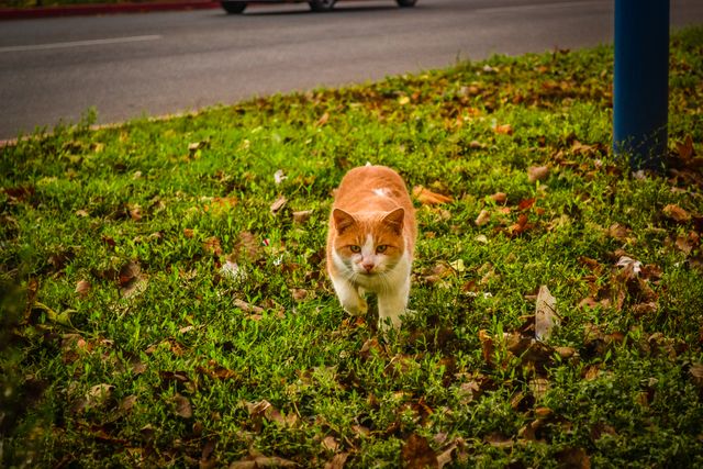 White and Orange Cat Walking on Green Grass during Dayime - Download Free Stock Photos Pikwizard.com