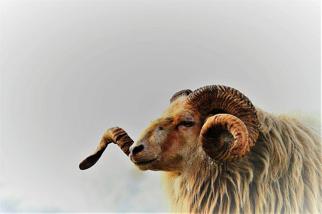 Photography of a majestic ram with twisted horns set against a grey sky. Perfect for use in articles or advertisements related to wildlife, nature conservation, rural life, or livestock farming. Suitable for educational materials, blogs, or brochures highlighting natural beauty and animal features.
