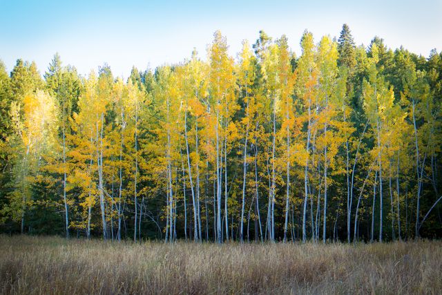 Bright yellow aspen trees create a vivid contrast against the lush evergreen forest. The serene environment is excellent for promoting outdoor adventure, nature conservation, and seasonal change themes. Ideal for use in travel brochures, environmental awareness campaigns, and autumn themed artworks.