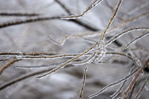 Winter branches glistening under ice close-up texture for seasonal background and design