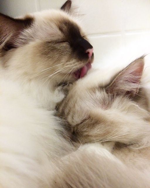 Two fluffy cats are cuddling closely while resting. Both cats have their eyes closed, showing a peaceful and comforting moment. The cat in the foreground appears to be lightly licking the other cat. Perfect for themes related to pet care, cozy home environments, and animal companionship.
