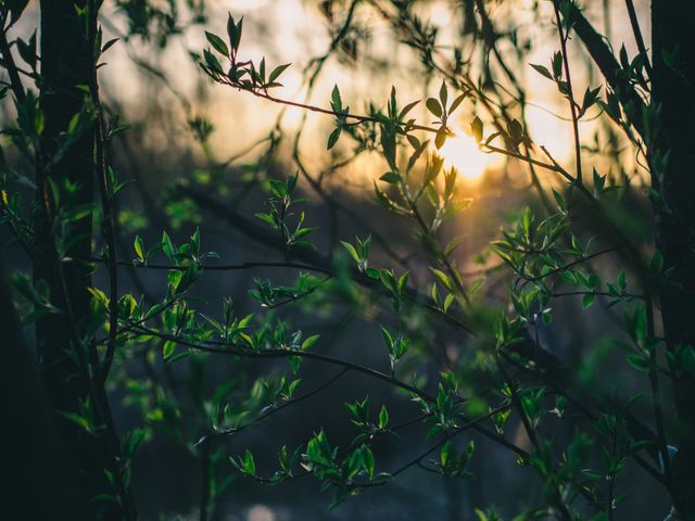 This serene image features the sun setting behind lush green leaves and branches in a tranquil forest, creating a peaceful evening atmosphere. Ideal for nature-themed projects, relaxation and wellness promotions, environmental campaigns, and backgrounds for inspirational quotes.