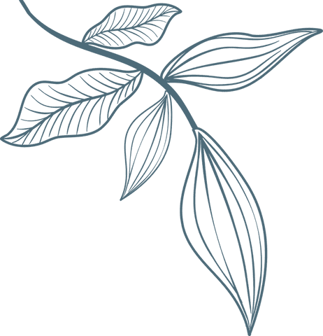 Transparent line art of branch and leaves in monochromatic style