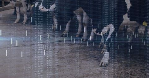 Modern dairy farm with cows and data visualization overlay