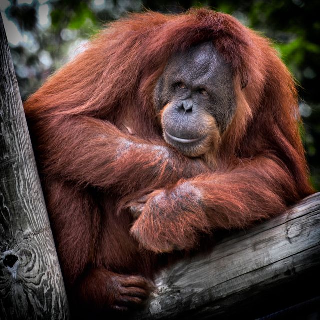 Wildlife enthusiasts, nature conservationists, or educational materials on primates can benefit from this depiction of an orangutan contemplating while resting on a wooden structure. Museums, documentaries, or zoos may use this visual to highlight the importance of orangutan conservation and their natural behaviors.