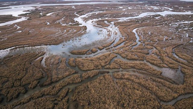 Aerial tidal marshland with meandering channels, braided mudflats and reed beds