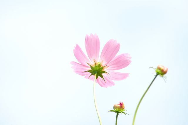 Delicate Pink Flower Blooming Against Clear Sky - Download Free Stock Photos Pikwizard.com