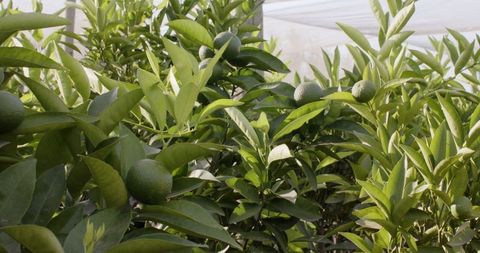 Shade-grown citrus orchard with unripe fruits and lush foliage