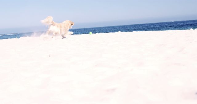 Cute white little dog running after ball at beach over blue sky and sea on sunny day - Download Free Stock Photos Pikwizard.com