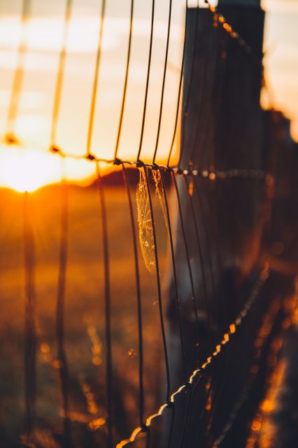 Wire fence illuminated by golden light of sunset, showing a delicate spider web. Useful for themes of tranquility, rural life, simplicity, nature, and beauty. Ideal for websites or promotional materials related to countryside living, agriculture, eco-friendly practices, or relaxation.