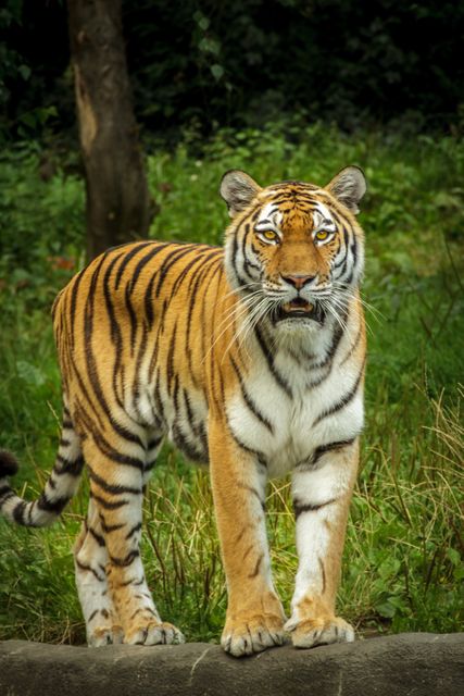 Image showcasing a majestic tiger standing gracefully in a forest, perfect for wildlife conservation campaigns, nature documentaries, educational content on big cats, or material highlighting the beauty of the jungle and its inhabitants.