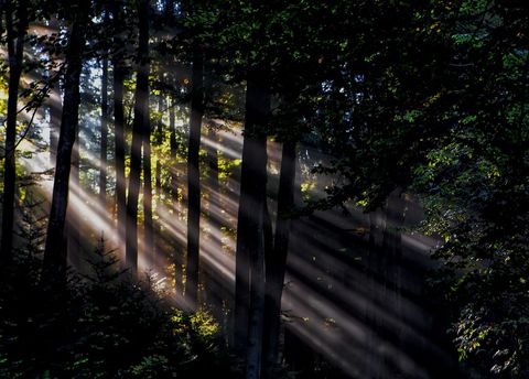 Sunlight Streaming Through Forest Trees at Dawn