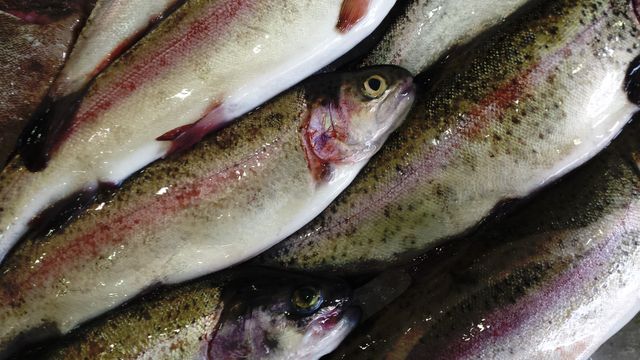 Freshly Caught Rainbow Trout Laying on Ice Display - Download Free Stock Photos Pikwizard.com