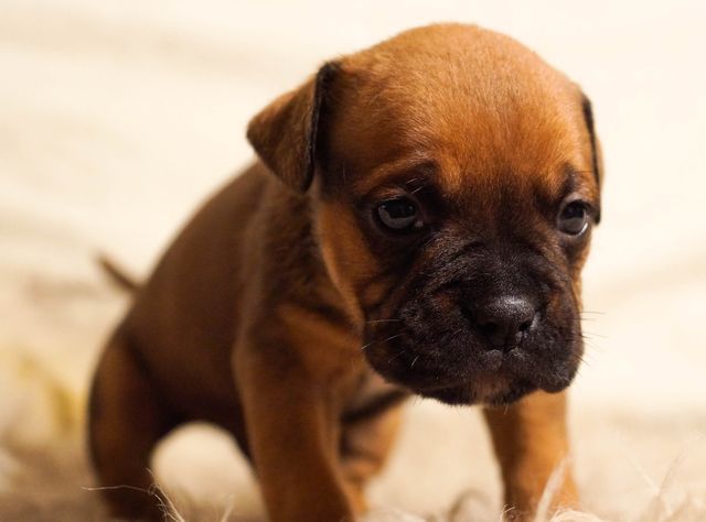 Cute Brown Puppy with Curious Eyes - Download Free Stock Photos Pikwizard.com